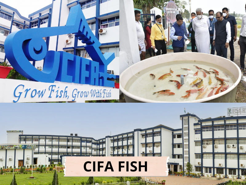 CIFA FISH